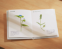 くさむらずかん 見開き